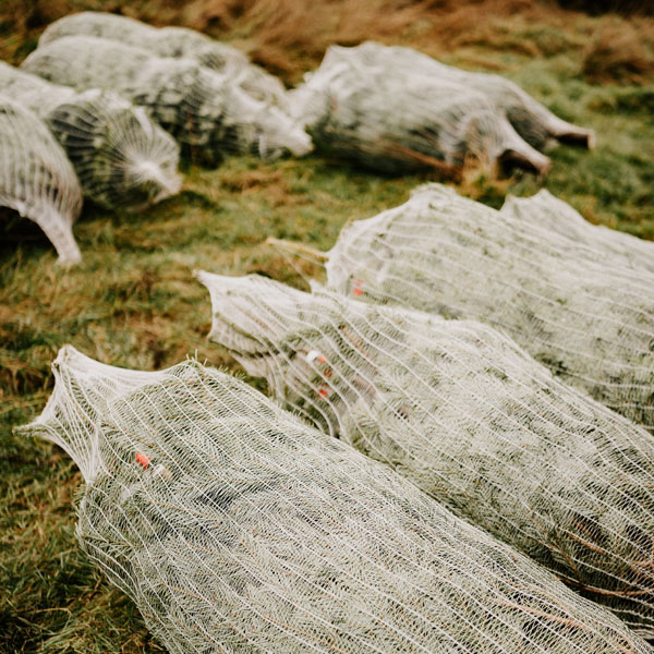 Sheffield Christmas Tree Farm Pick your own!