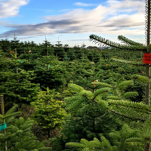 Sheffield Christmas Tree Farm Pick your own!