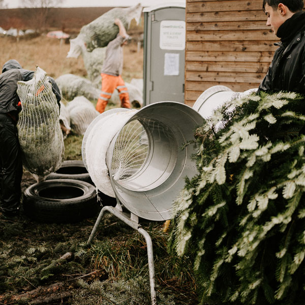 Sheffield Christmas Tree Farm - Pick your own!
